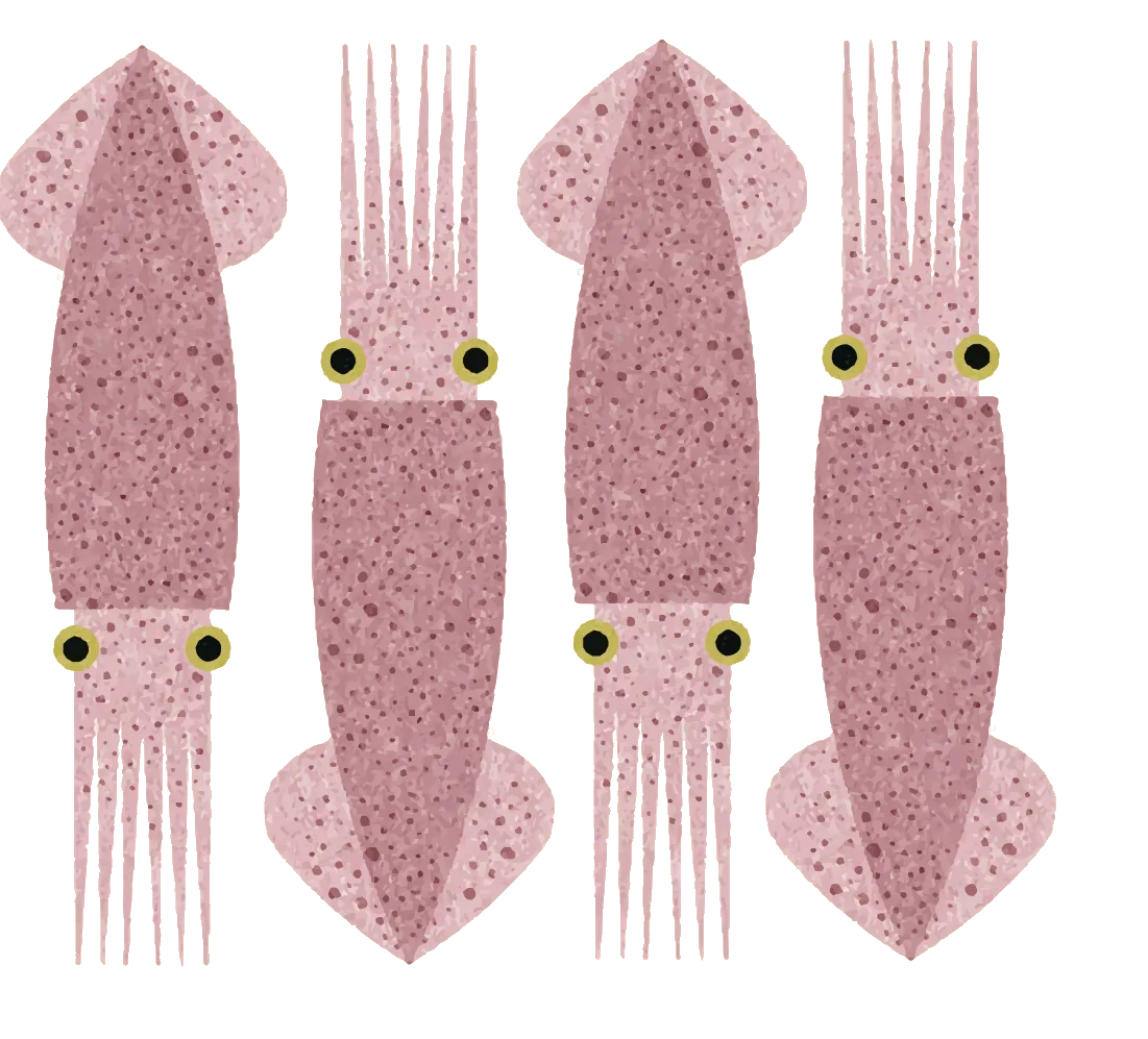 Illustrazione di calamari, dal menù del Molo